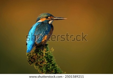 Similar – Kingfisher perched on a branch