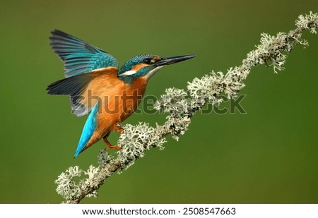 Similar – Image, Stock Photo kingfisher Bird Nature