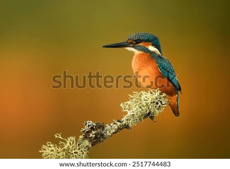 Similar – Kingfisher perched on a branch