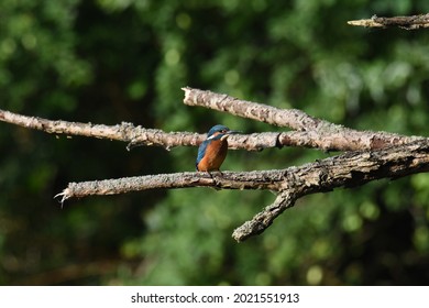 European Kingfisher In Northern Moravia