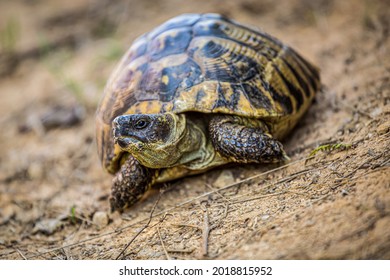 1,377 Tortoise nose Images, Stock Photos & Vectors | Shutterstock