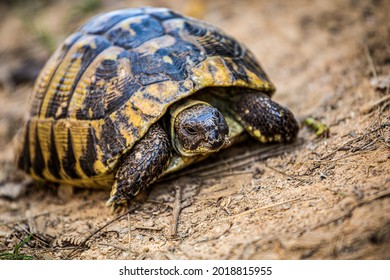 1,377 Tortoise nose Images, Stock Photos & Vectors | Shutterstock