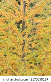 European Larch In Autumn (Larix Decidua)