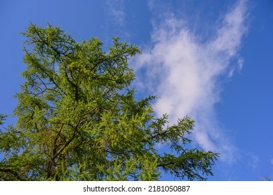 European Larch Foliage And Cones.