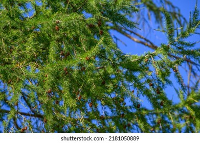 European Larch Foliage And Cones.