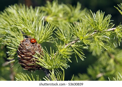 European Larch Foliage And Cones