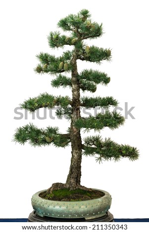 European larch (Larix decidua) as bonsai tree