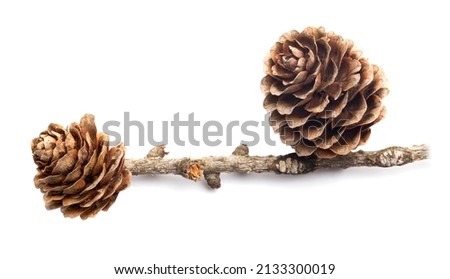 European larch (Larix decidua) cones with branches isolated on a white background, without shadows. Cones isolated on a white background, the theme of botany and biology.