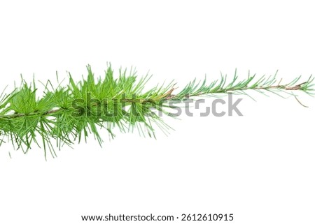 European Larch (Larix decidua) Isolated on a White Background with Copy Text Space. Deciduous Conifer Element for Botanical Posters, Forest Themes, and Nature-Inspired Designs. PNG File