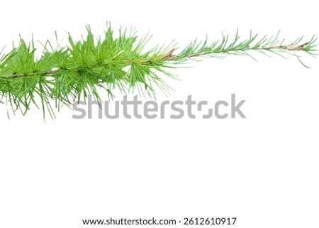 European Larch (Larix decidua) Isolated on a White Background with Copy Text Space. Deciduous Conifer Element for Botanical Posters, Forest Themes, and Nature-Inspired Designs. PNG File
