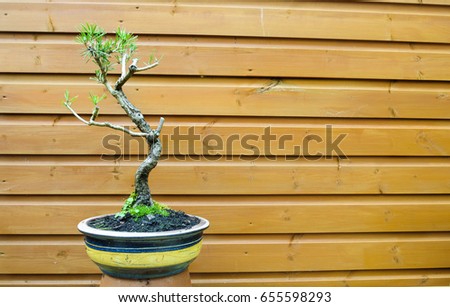 a european larch tree bonsai plant against a panelled wood background