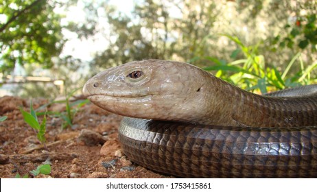 498 Snake like lizard Images, Stock Photos & Vectors | Shutterstock