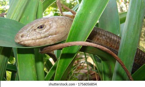 127 European Glass Lizard Images, Stock Photos & Vectors | Shutterstock