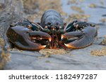 European Lobster (Homarus gammarus)