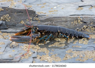 European Lobster (Homarus Gammarus)