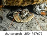 European lobster (Homarus gammarus) or common lobster, is a species of clawed lobster from the eastern Atlantic Ocean, Mediterranean Sea and parts of the Black Sea.