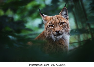 European lynx (Lynx lynx) portrait in the forest