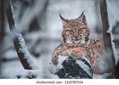 European lynx (Lynx lynx) small baby kittens