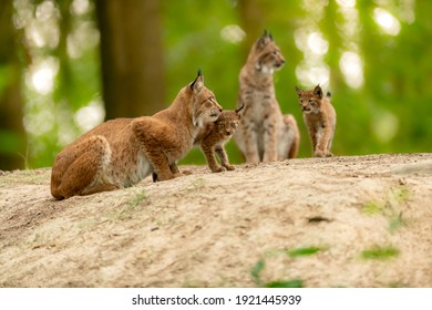 European Lynx in their habitat