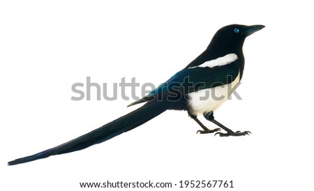 European magpie (Pica pica) is widely distributed. Everywhere it has extensive cultural background: Thieving Magpie, talkative woman, carrier of gossip, bird of family happiness,. Isolated on white