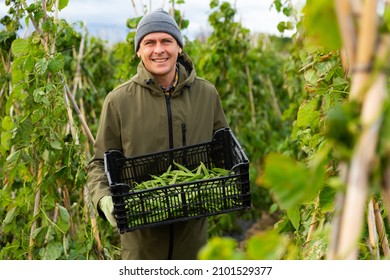 European man farmer standing with crate full of haricot verts on plantation, smiling and looking at camera.