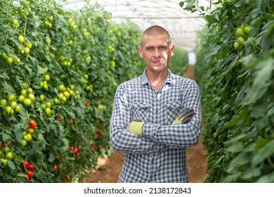 European Man Standing Inside Big Tomato Orchard And Smiling