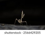 european mantid, Mantis insect, Mantid Black Blackground