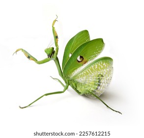 European mantis o mantis religiosa isolated on white background. 