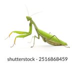 European mantis or praying mantis isolated on white background.