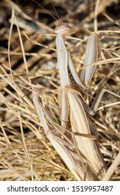 The European Mantis (praying Mantis) Mating