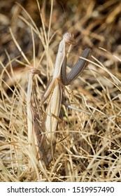 The European Mantis (praying Mantis) Mating