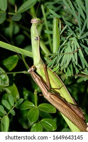 The European Mantis (praying Mantis) Mating