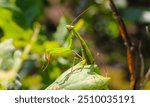 European Mantis, Praying Mantis, Mantis Religiosa. Green praying mantis. Close up. On a leaf