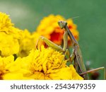 The European mantis (Mantis religiosa) is a large hemimetabolic insect in the family of the Mantidae (