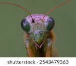 The European mantis (Mantis religiosa) is a large hemimetabolic insect in the family of the Mantidae (