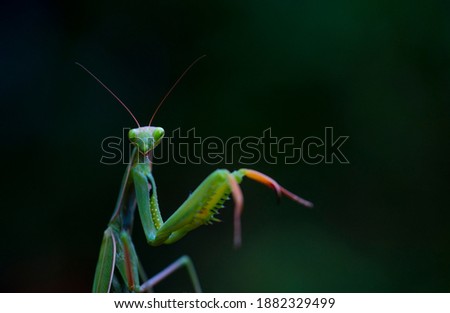 European mantis (Mantis religiosa) or praying mantis insect of Arthropoda family in Cantabria Autonomous Community of Spain, Europe