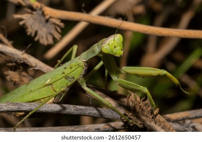 The European mantis (Mantis religiosa).A green female insect, in dense vegetation, is preparing to lay eggs.