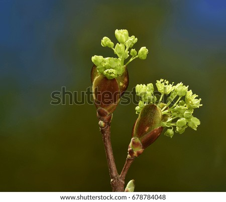 Similar – bud Colour photo