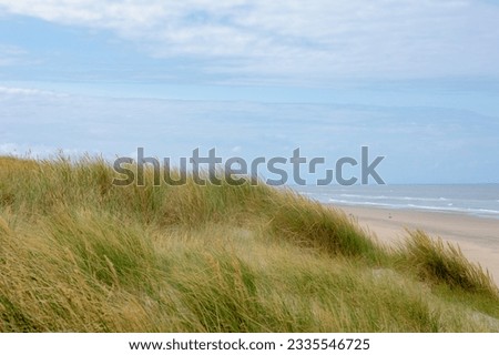 European marram grass or beach grass on the dyke, Sand dunes along the Dutch north sea coastline, Ammophila arenaria is a species of grass in the family Poaceae, North Holland province, Netherlands.