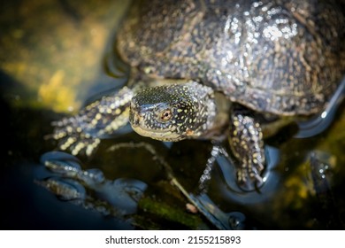 3,600 Turtle marsh Images, Stock Photos & Vectors | Shutterstock