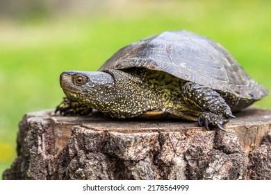 3,600 Turtle marsh Images, Stock Photos & Vectors | Shutterstock