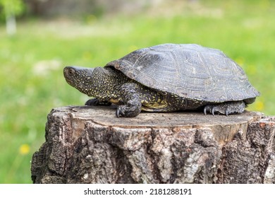 3,636 Marsh Turtles Images, Stock Photos & Vectors | Shutterstock