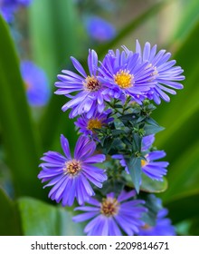 European Michaelmas Daisy Aster Amellus