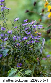 European Michaelmas Daisy Aster Amellus