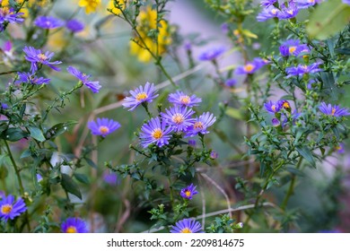 European Michaelmas Daisy Aster Amellus