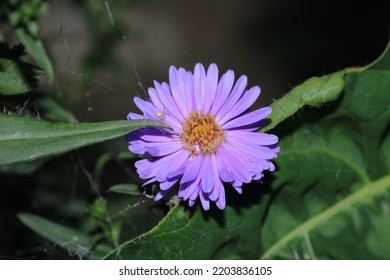 European Michaelmas Daisy Flower Macro Photo