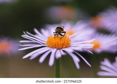 4,468 Michaelmas daisy Images, Stock Photos & Vectors | Shutterstock