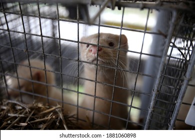 European Mink Cage Grown On A Farm For Fur. Lithuania