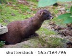 European Mink Closeup (Mustela lutreola)