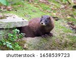 European Mink Closeup (Mustela lutreola)